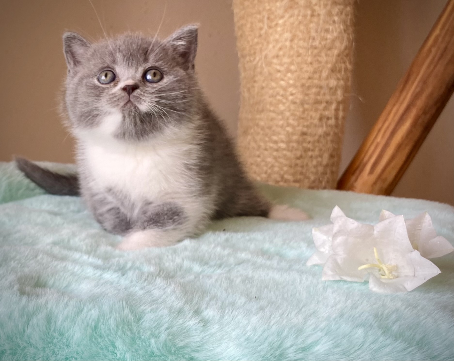 Thalia Black Wind*CZ