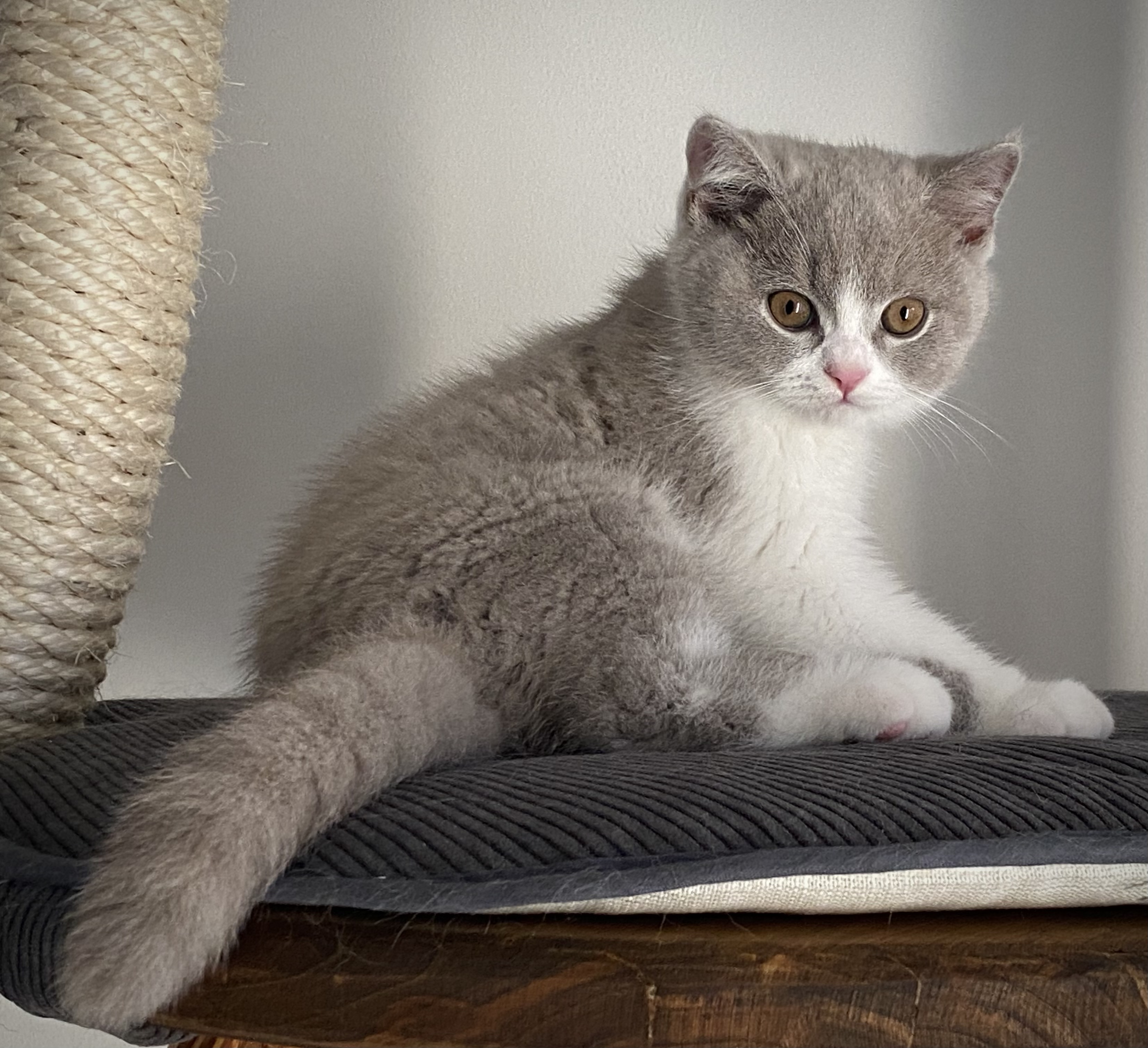 Umberto Black Wind*CZ