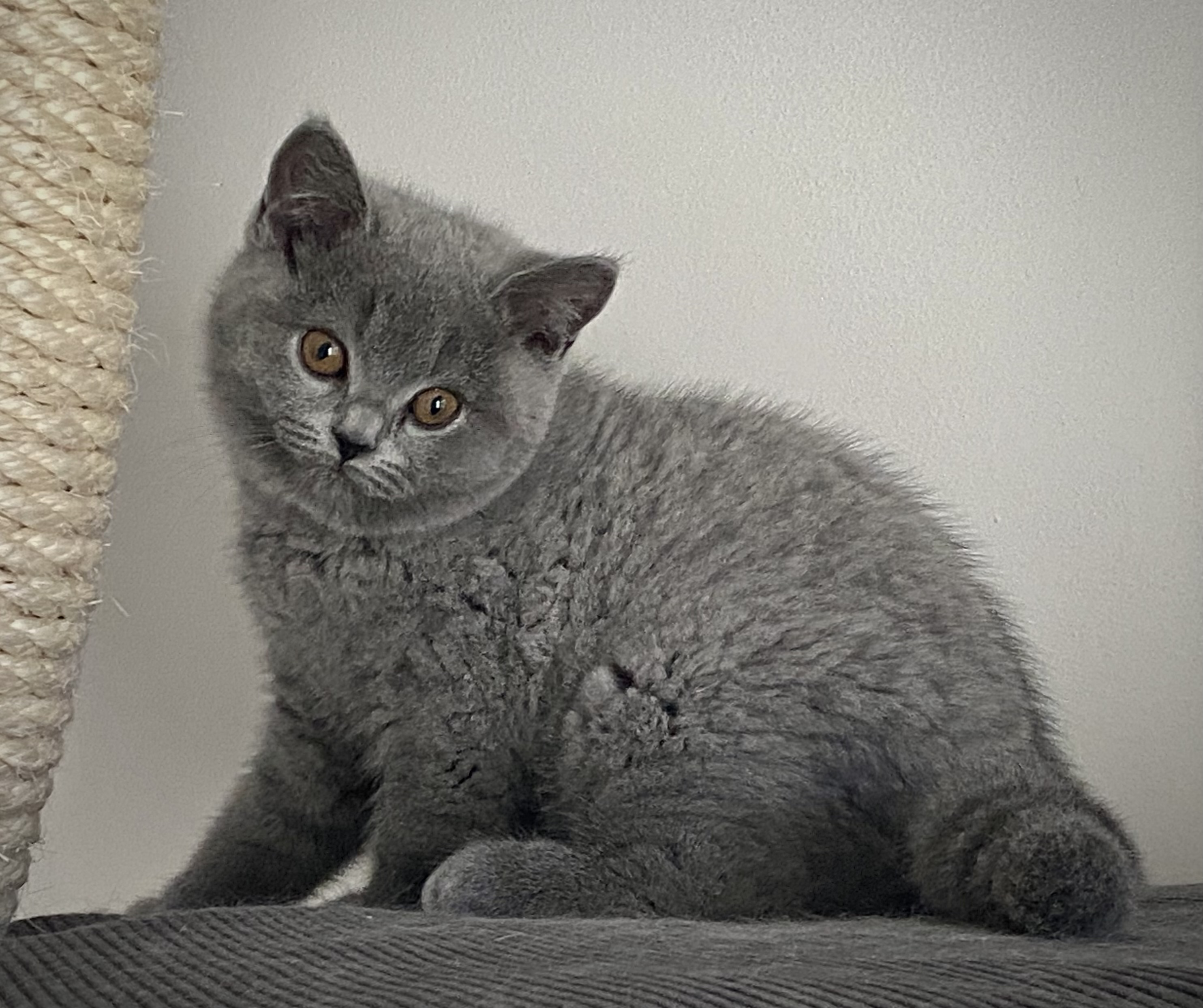 Ustinella Black Wind*CZ