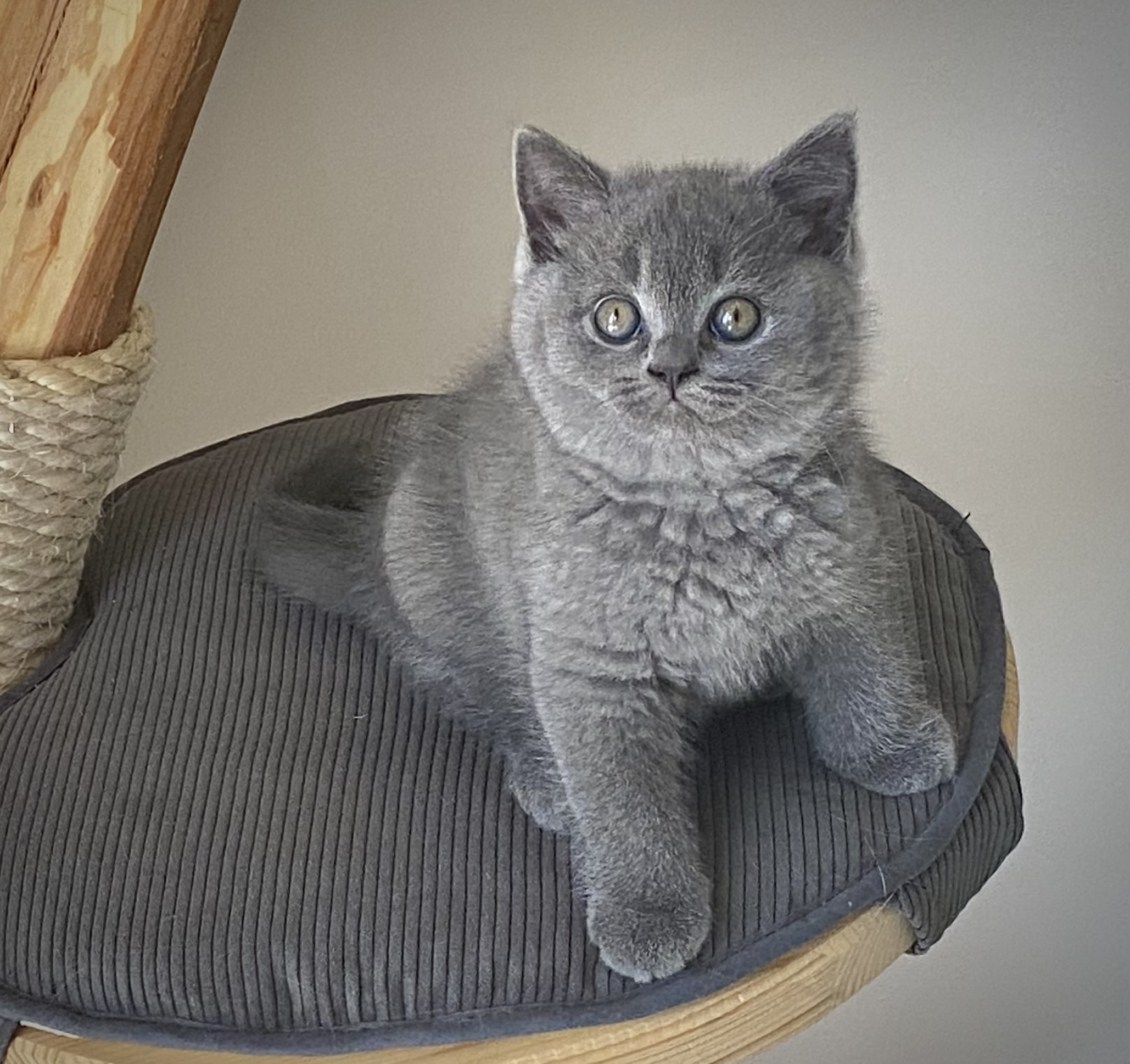 Vernon Black Wind*CZ