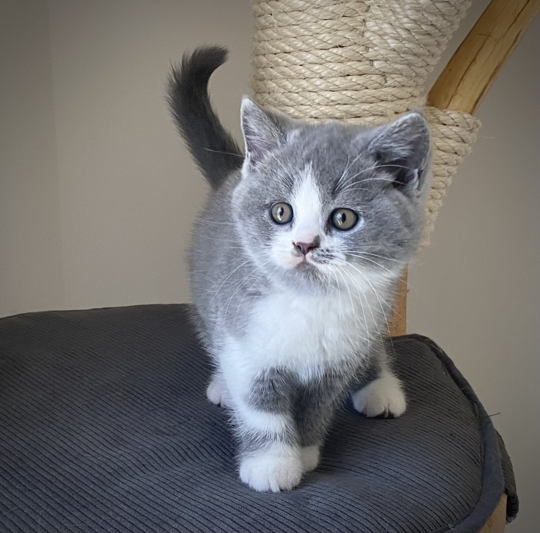 Vinson Black Wind*CZ