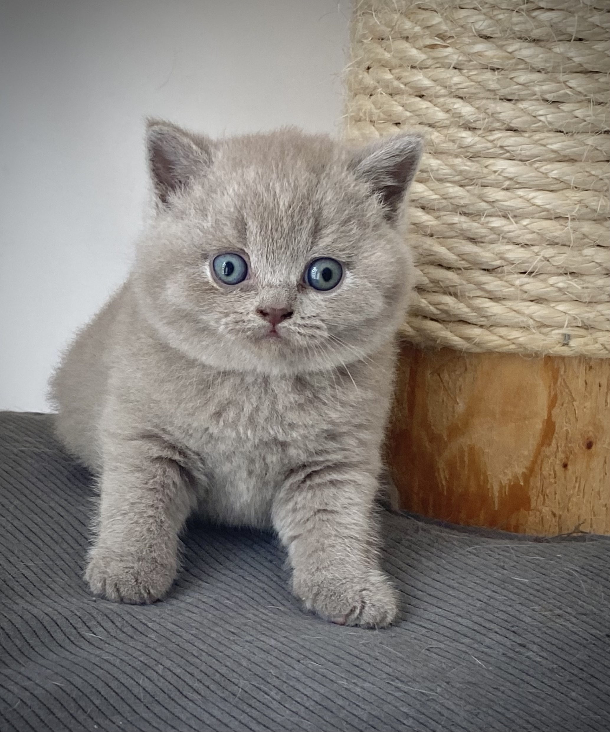 William Black Wind*CZ