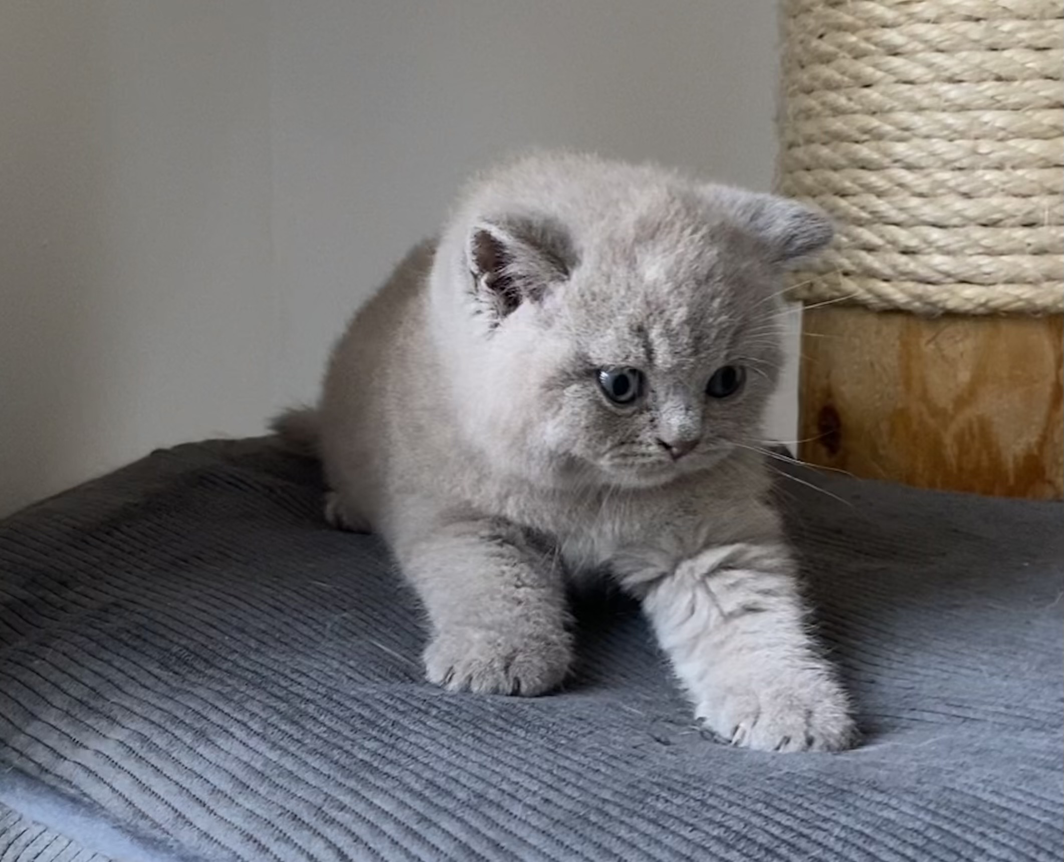 Walker Black Wind*CZ