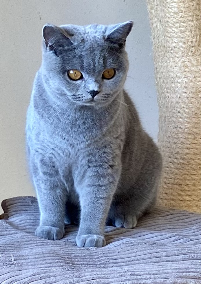 Ninette Black Wind*CZ