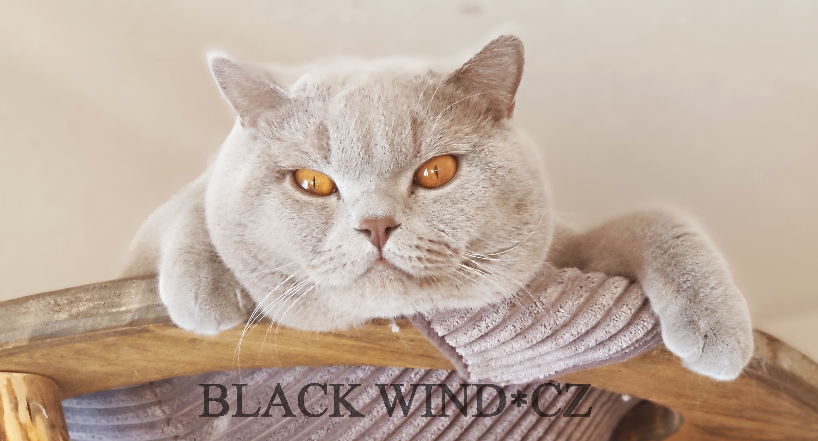 Umberto Di Dworek*PL(BSH c)